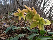 73 Helleborus niger (Ellebori) in fruttescenza